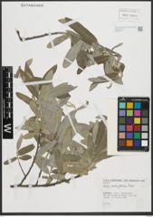 Foto von Salix salviifolia Brot.